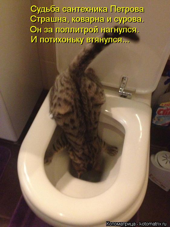 Котоматрица: Судьба сантехника Петрова Страшна, коварна и сурова. Он за поллитрой нагнулся. И потихоньку втянулся...