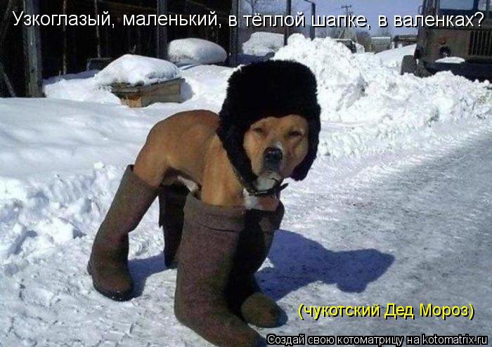 Узкоглазый, маленький, в тёплой шапке, в валенках? (чукотский Дед Мороз)... Котоматрица: Узкоглазый, маленький, в тёплой шапке, в валенках? (чукотский Дед Мороз)