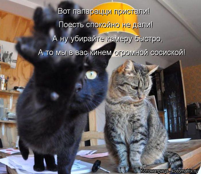 Котоматрица: Вот папарацци пристали! Поесть спокойно не дали! А ну убирайте камеру быстро, А то мы в вас кинем огромной сосиской!