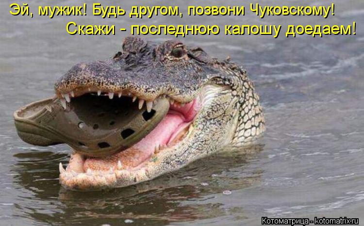 Эй, мужик! Будь другом, позвони Чуковскому! Скажи - последнюю калошу доедаем!... Котоматрица: Эй, мужик! Будь другом, позвони Чуковскому! Скажи - последнюю калошу доедаем!