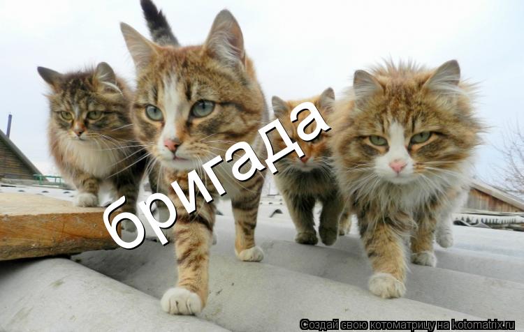 Котоматрица: бригада