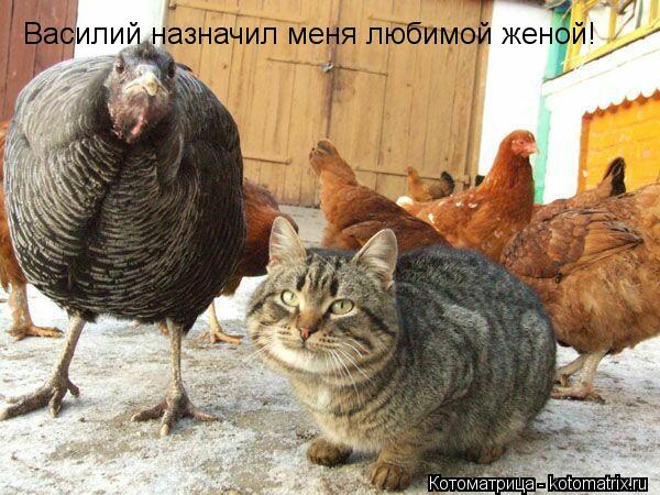 Котоматрица: Василий назначил меня любимой женой!