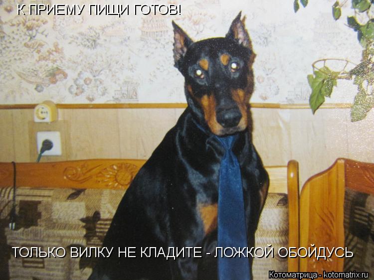 Котоматрица: К ПРИЕМУ ПИЩИ ГОТОВ! ТОЛЬКО ВИЛКУ НЕ КЛАДИТЕ - ЛОЖКОЙ ОБОЙДУСЬ