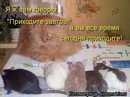 Котоматрица: Я ж вам говорю: ,   "Приходите завтра!" а вы все время сегодня приходите!