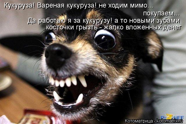 Котоматрица: Кукуруза! Вареная кукуруза! не ходим мимо... покупаем... Да работаю я за кукурузу! а то новыми зубами косточки грызть - жалко вложенных денег