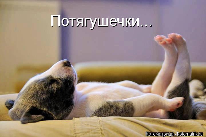 Котоматрица: Потягушечки...