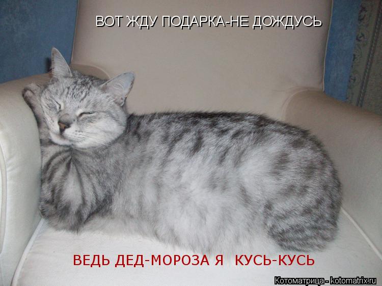 Котоматрица: ВОТ ЖДУ ПОДАРКА-НЕ ДОЖДУСЬ ВЕДЬ ДЕД-МОРОЗА Я  КУСЬ-КУСЬ