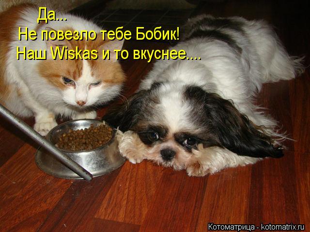 Котоматрица: Да... Не повезло тебе Бобик! Наш Wiskas и то вкуснее....