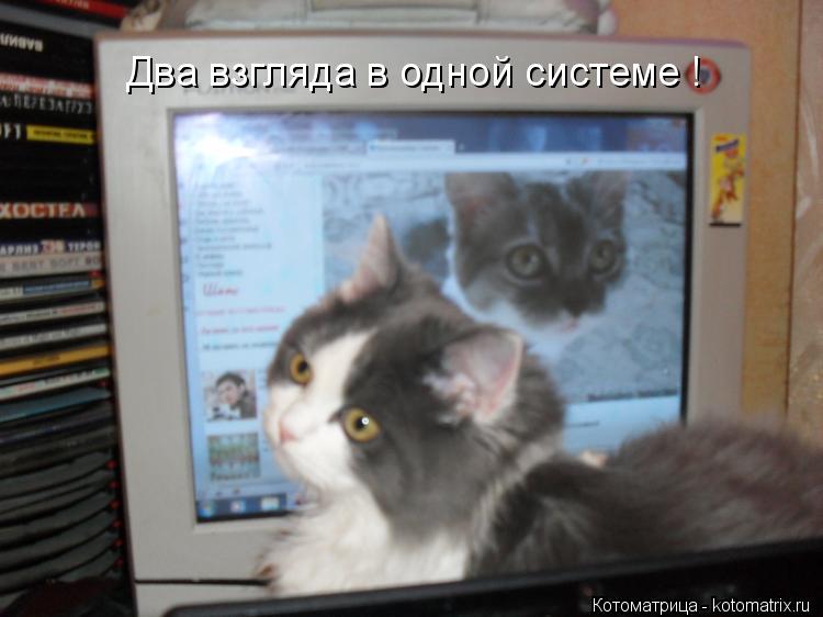 Котоматрица: Два взгляда в одной системе !