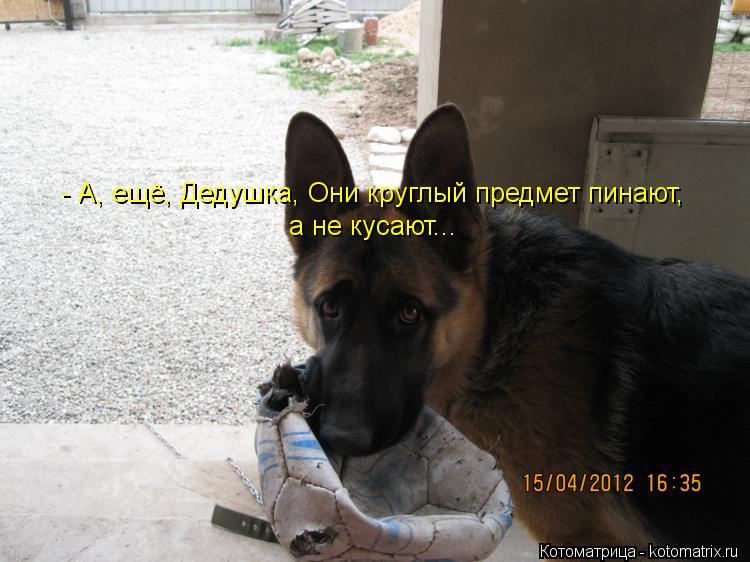 Котоматрица: - А, ещё, Дедушка, Они круглый предмет пинают, а не кусают...