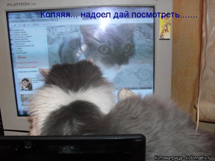 Котоматрица: Коляяя... надоел дай посмотреть.......