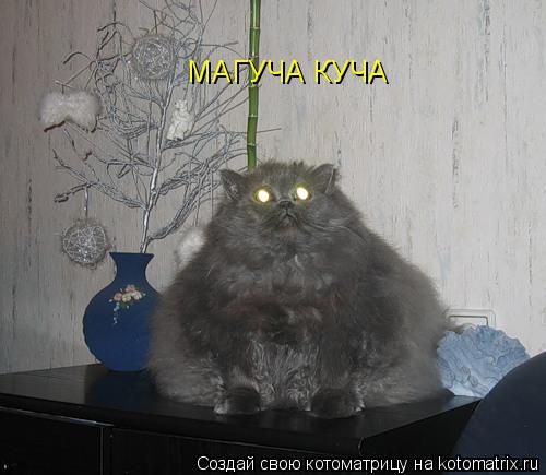 Котоматрица: МАГУЧА КУЧА