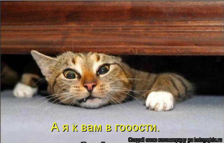 Котоматрица: А я к вам в гооости.