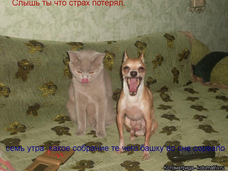 Котоматрица: Слышь ты что страх потерял, семь утра  какое собрание те чего башку во сне сорвало  семь какое собрание те чего башку во сне сорвало
