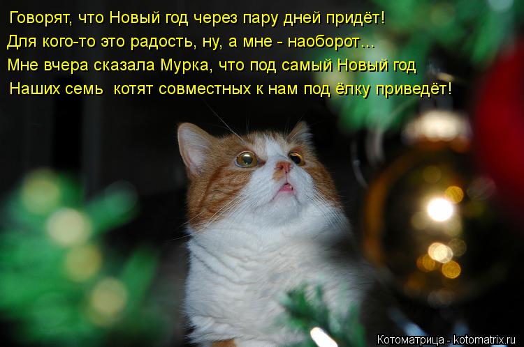 Для кого-то это радость, ну, а мне - наоборот… Мне вчера сказала Мурка, что под самый Новый год Наших... Котоматрица: Для кого-то это радость, ну, а мне - наоборот… Мне вчера сказала Мурка, что под самый Новый год Наших семь котят совместных к нам под ёлку при