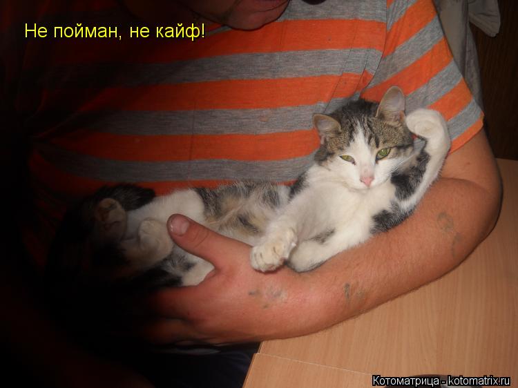 Котоматрица: Не пойман, не кайф!