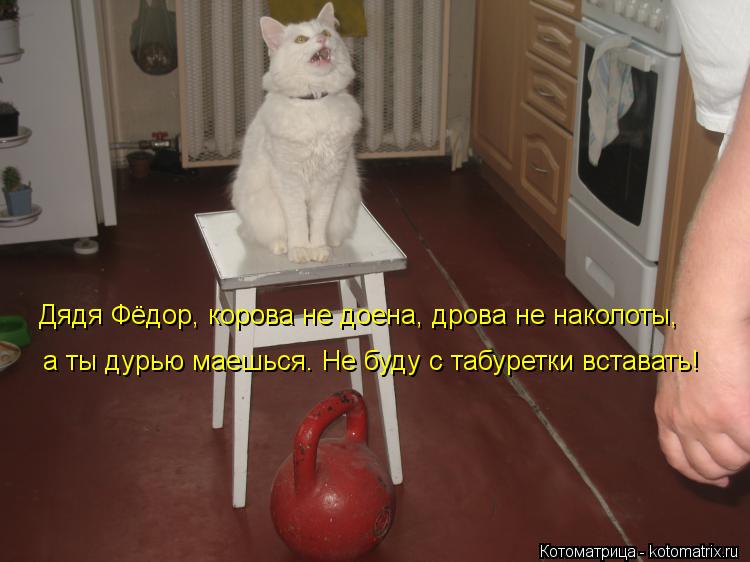 Котоматрица: Дядя Фёдор, корова не доена, дрова не наколоты, а ты дурью маешься. Не буду с табуретки вставать!