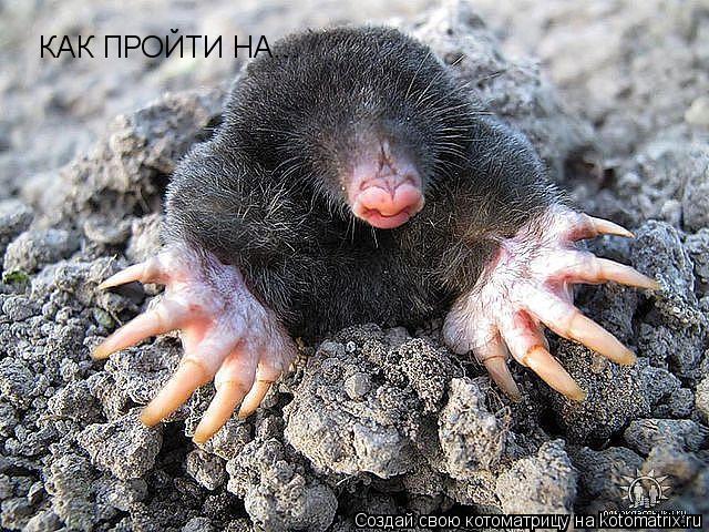 Котоматрица: КАК ПРОЙТИ НА...