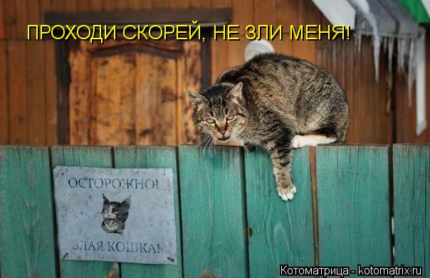Котоматрица: ПРОХОДИ СКОРЕЙ, НЕ ЗЛИ МЕНЯ!