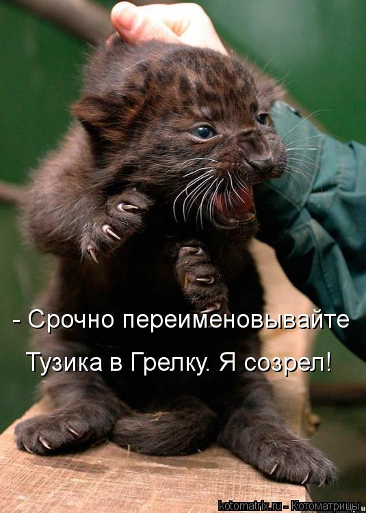 Котоматрица: - Срочно переименовывайте Тузика в Грелку. Я созрел!