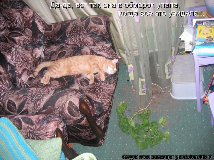 Котоматрица: Да-да, вот так она в обморок упала, когда все это увидела...
