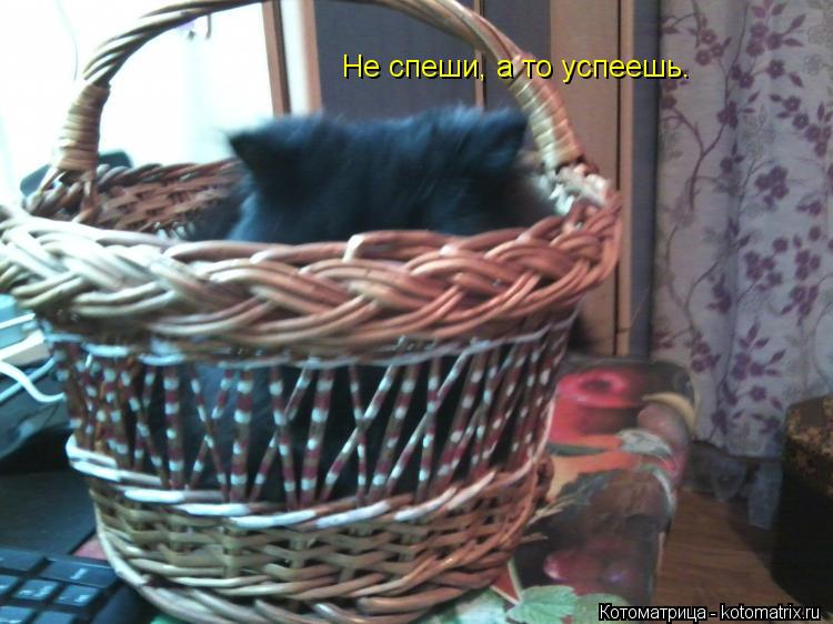 Котоматрица: Не спеши, а то успеешь.