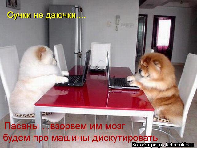 Котоматрица: Сучки не даючки.... Пасаны ...взорвем им мозг будем про машины дискутировать