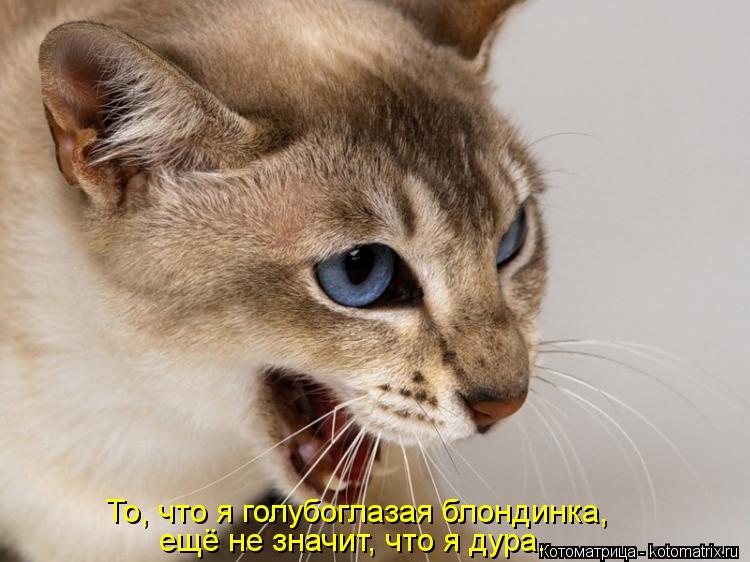Котоматрица: То, что я голубоглазая блондинка, ещё не значит, что я дура.