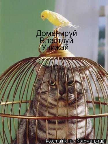 Котоматрица: Доменируй Властвуй Унижай