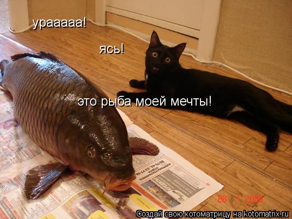 Котоматрица: урааааа! ясь! это рыба моей мечты!