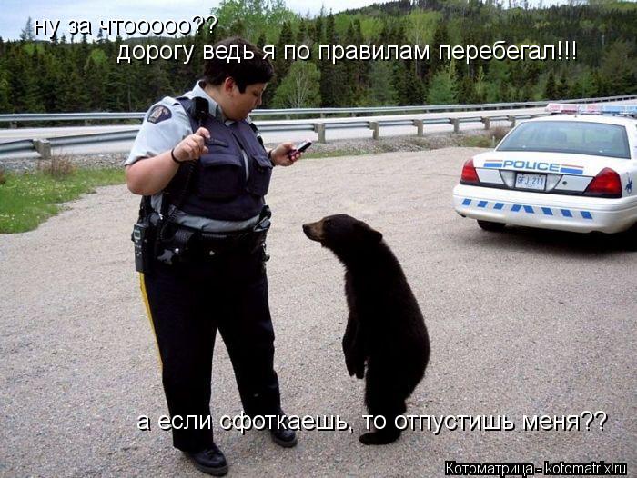 Котоматрица: ну за чтооооо?? дорогу ведь я по правилам перебегал!!! а если сфоткаешь, то отпустишь меня??