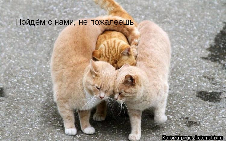 Котоматрица: Пойдём с нами, не пожалеешь!