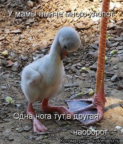 Котоматрица: У мамы нынче много хлопот   Одна нога тут,а другая  Одна нога тут,а другая  наоборот