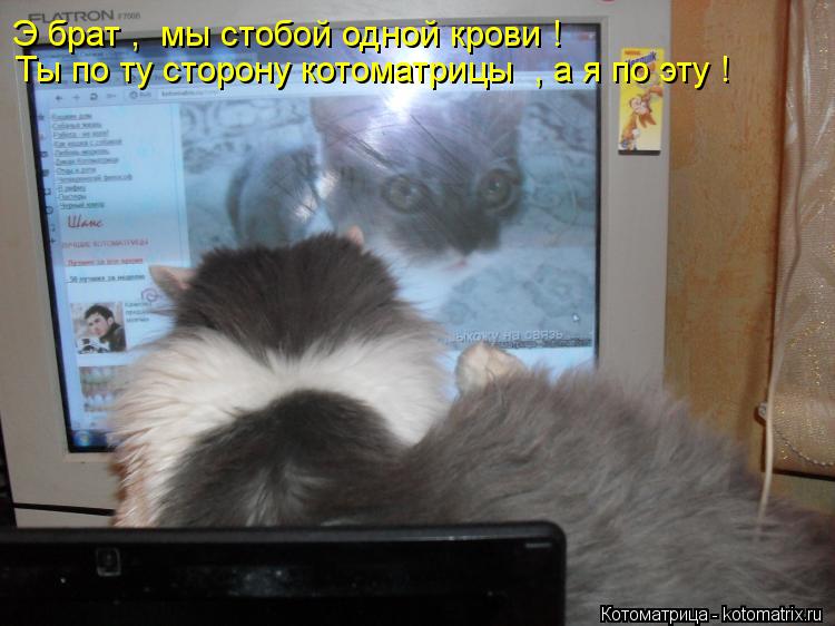 Котоматрица: Э брат ,  мы стобой одной крови ! Ты по ту сторону котоматрицы  , а я по эту !