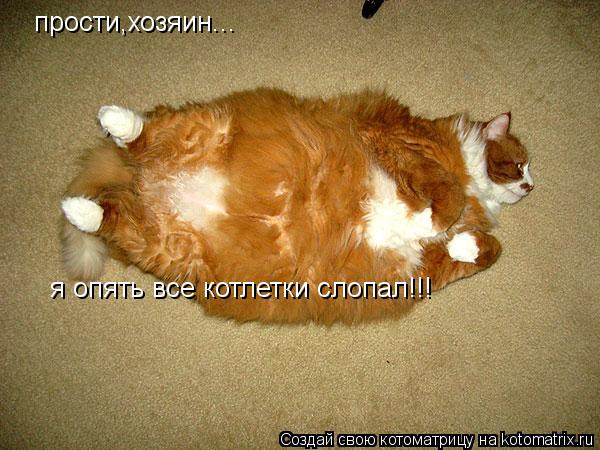 Котоматрица: прости,хозяин... я опять все котлетки слопал!!!