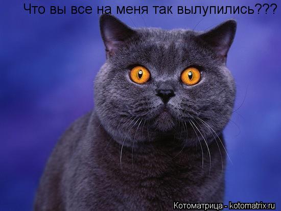 Котоматрица: Что вы все на меня так вылупились???   Вам понравится если я так же буду делать????