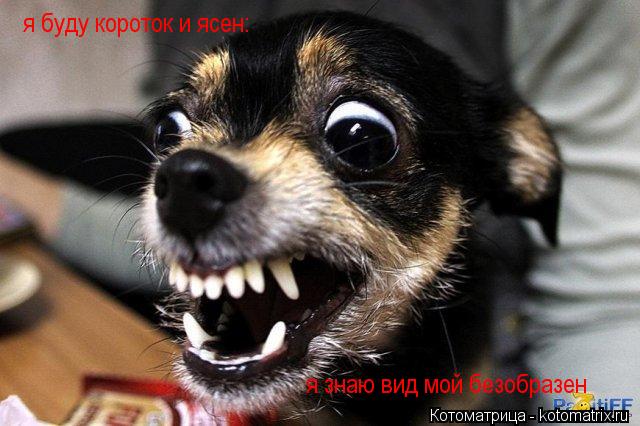 Котоматрица: я знаю вид мой безобразен я буду короток и ясен: я буду короток и ясен: я буду короток и ясен:
