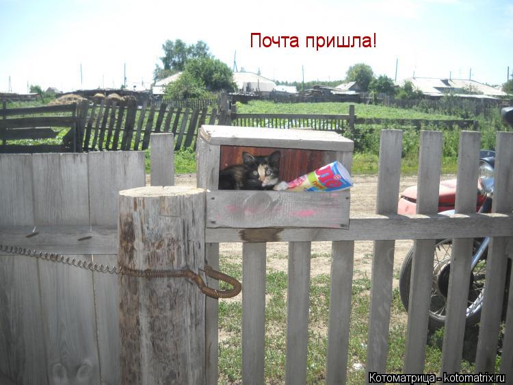 Котоматрица: Почта пришла! Почта пришла!