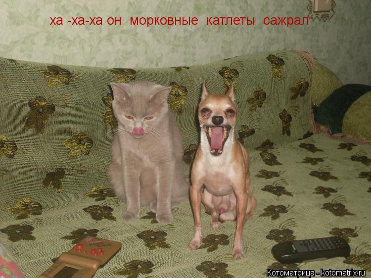 Котоматрица: ха -ха-ха он  морковные  катлеты  сажрал