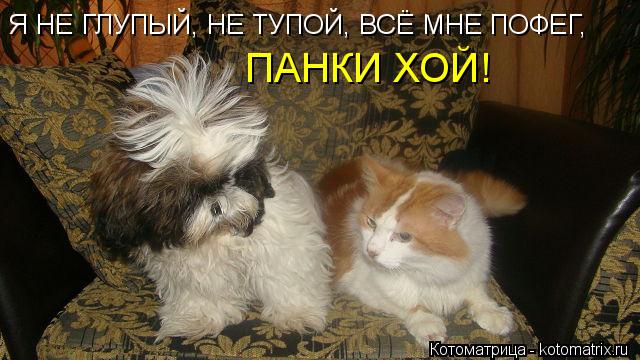 Котоматрица: Я НЕ ГЛУПЫЙ, НЕ ТУПОЙ, ВСЁ МНЕ ПОФЕГ,  ПАНКИ ХОЙ!