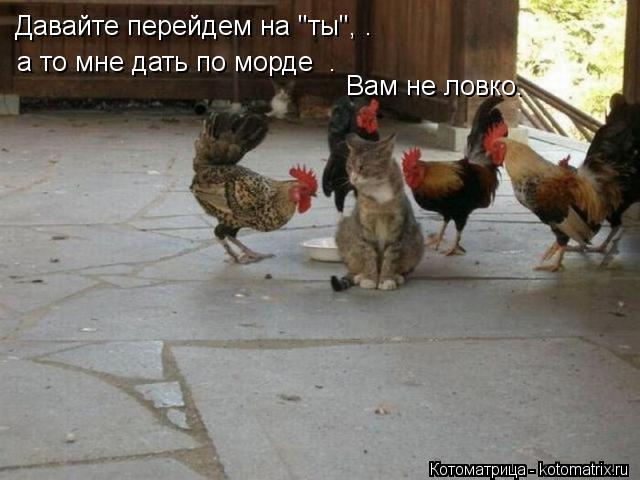 Котоматрица: Давайте перейдем на "ты", . а то мне дать по морде  .  Вам не ловко.