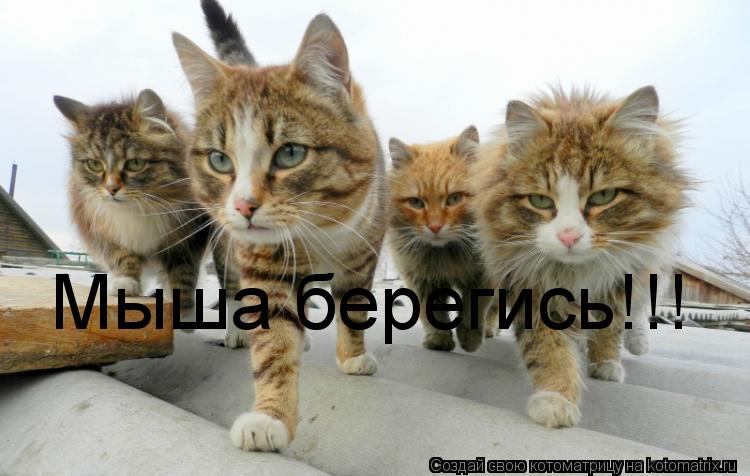 Котоматрица: Мыша берегись!!!