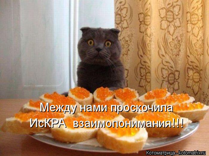 Котоматрица: Между нами проскочила  ИсКРА  взаимопонимания!!!