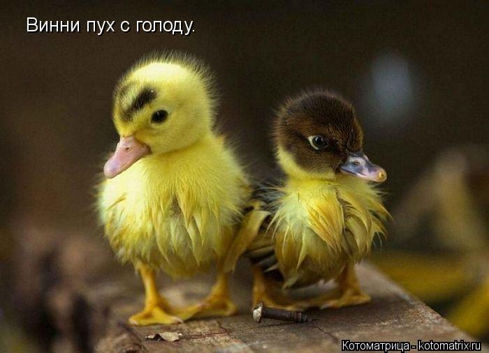 Котоматрица: Винни пух с голоду.
