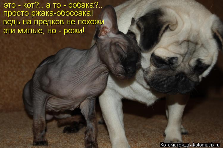 Котоматрица: это - кот?.. а то - собака?.. просто ржака-обоссака! ведь на предков не похожи эти милые, но - рожи!