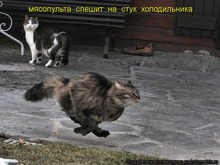 Котоматрица: мясопульта  спешит  на  стук  холодильника