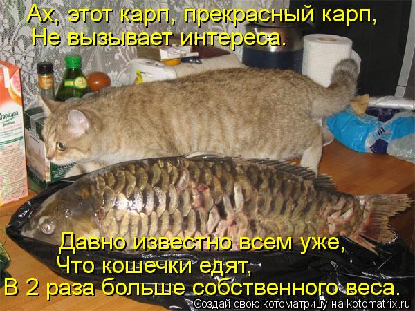Котоматрица: Не вызывает интереса. Давно известно всем уже,  Что кошечки едят, В 2 раза больше собственного веса. Ах, этот карп, прекрасный карп,