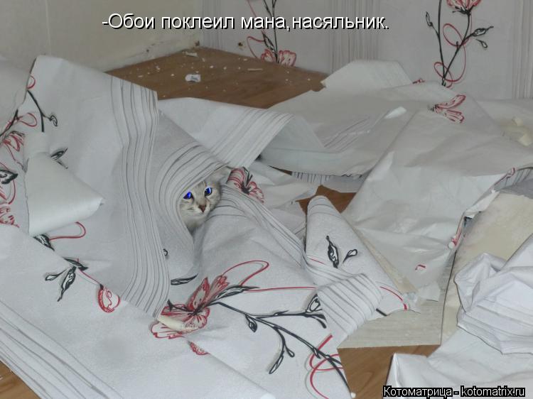 Котоматрица: -Обои поклеил мана,насяльник.