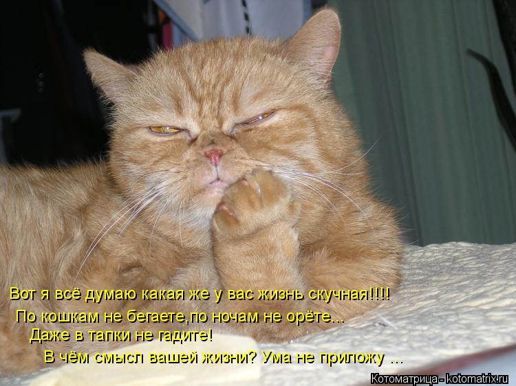 Котоматрица: Вот я всё думаю какая же у вас жизнь скучная!!!!  По кошкам не бегаете,по ночам не орёте...  Даже в тапки не гадите! В чём смысл вашей жизни? Ума н