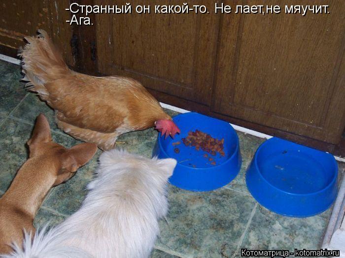 Котоматрица: -Странный он какой-то. Не лает,не мяучит. -Ага.